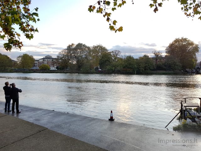 Richmond ir delfinas Temzėje