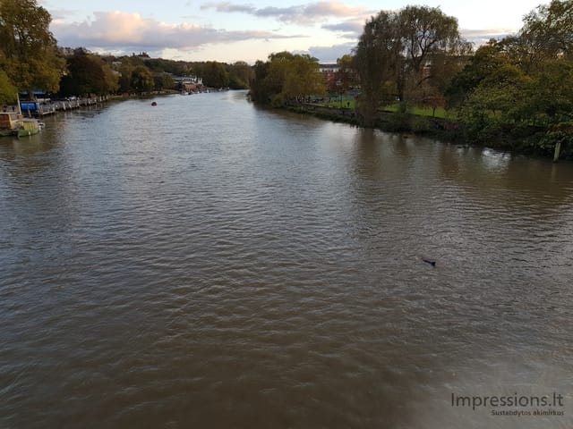 Į paviršių išniręs delfinas