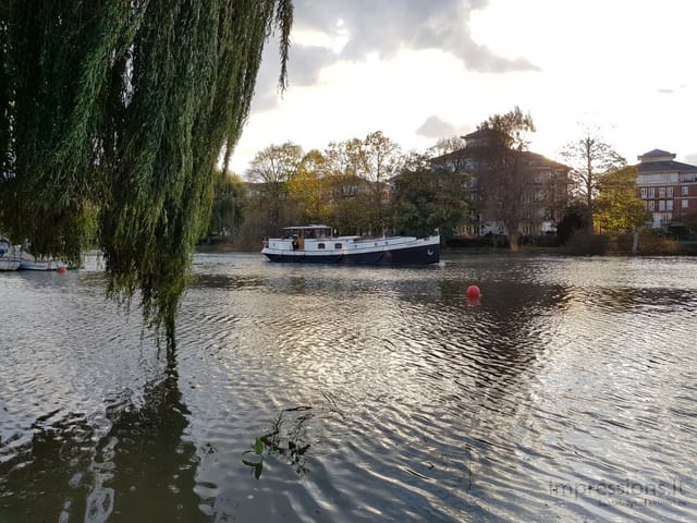 Richmond ir delfinas Temzėje