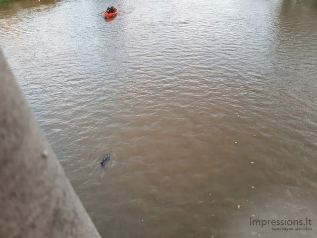 Richmond ir delfinas Temzėje