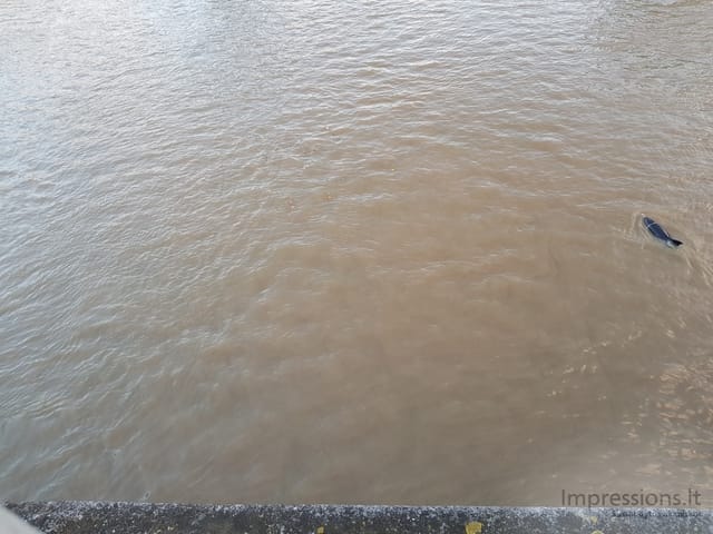 Delfino pelekas slūgstančioje Temzėje