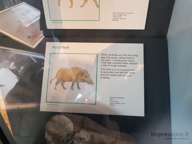 Gamtos istorijos muziejus Londone