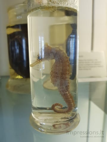 Gamtos istorijos muziejus Londone