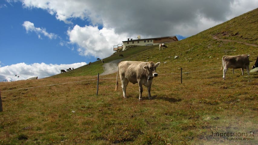 Corviglia viršukalnė vasarą