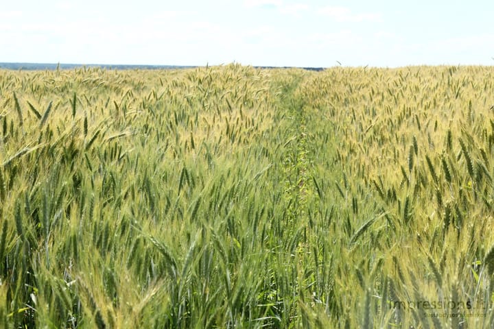 Lietuviška gamta