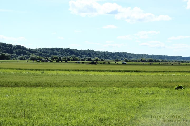 Lietuviška gamta