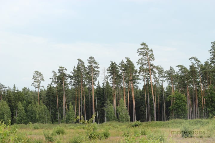 Lietuviška gamta