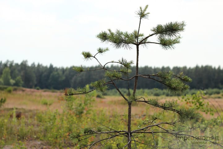 Lietuviška gamta