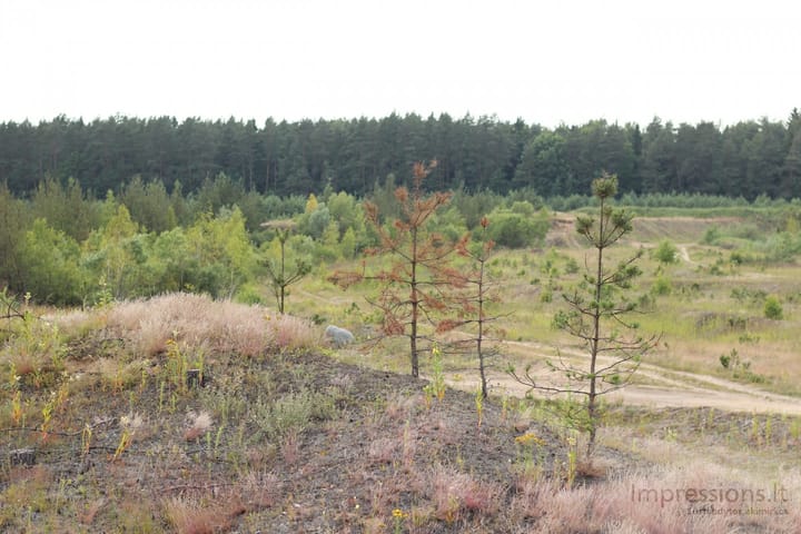 Lietuviška gamta