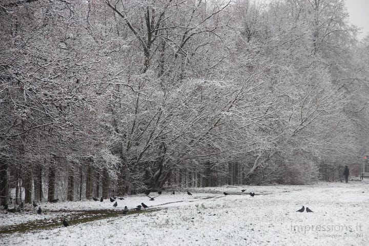 Nuobodžiaujančios varnos