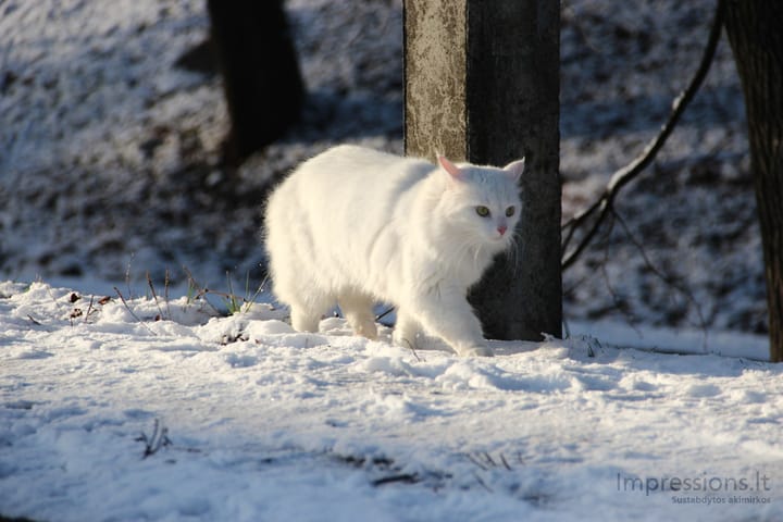 Katinas, kuris mėgsta vaikščioti vienas