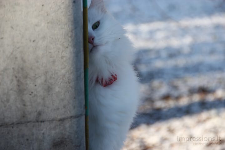 Baltas katinas stebi paslapčia
