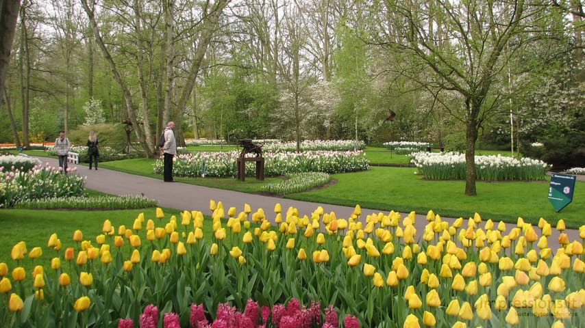 Keukenhof gėlynai