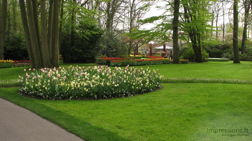 Keukenhof gėlynai