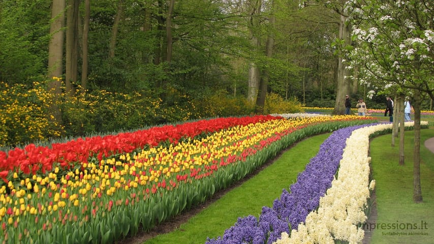 Keukenhof gėlynai