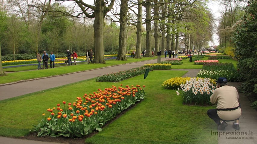 Keukenhof gėlynai