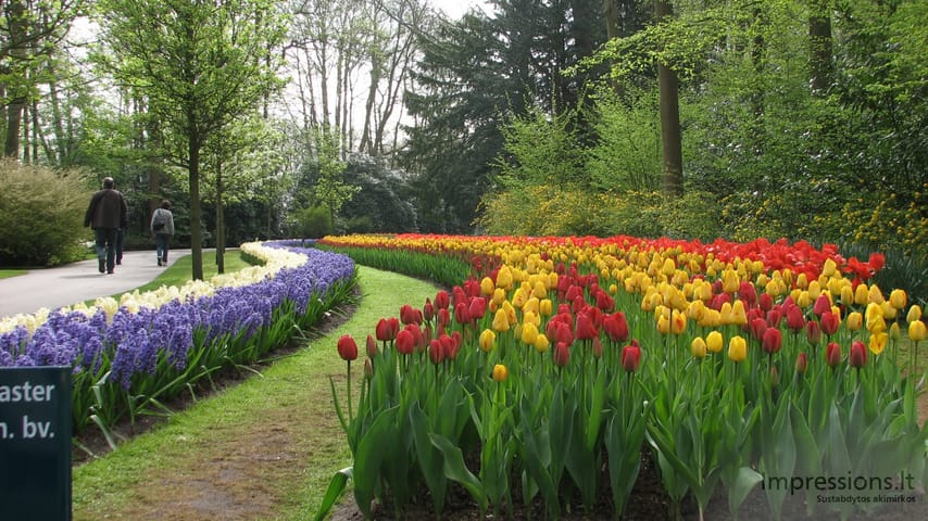 Keukenhof gėlynai