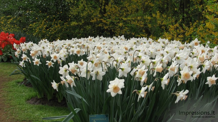 Keukenhof gėlynai