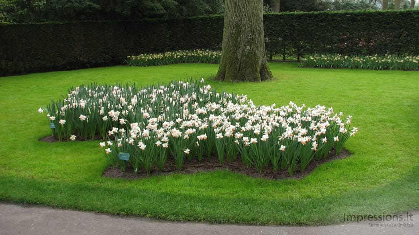 Keukenhof gėlynai