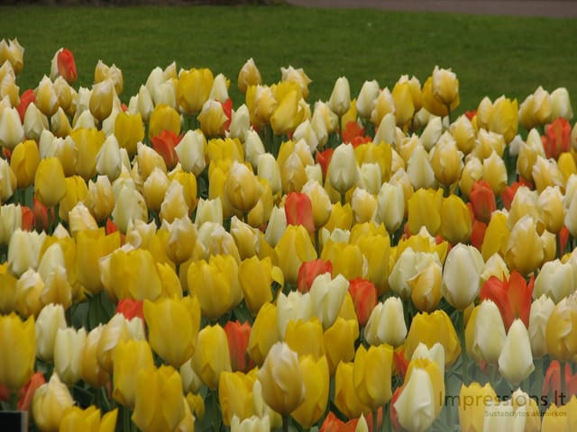 Keukenhof gėlynai