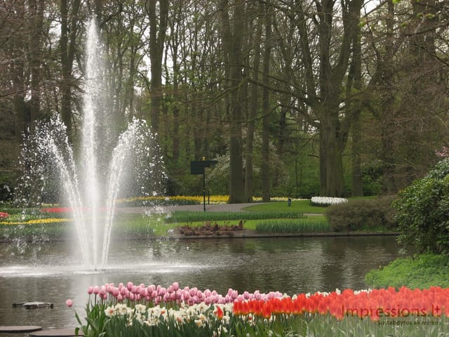 Keukenhof gėlynai