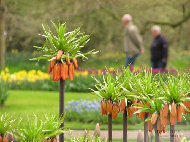 Keukenhof gėlynai