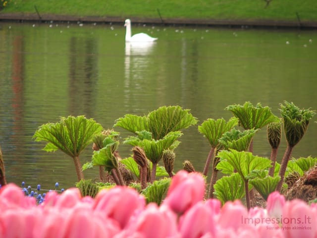 Keukenhof gėlynai