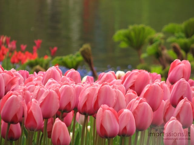 Keukenhof gėlynai
