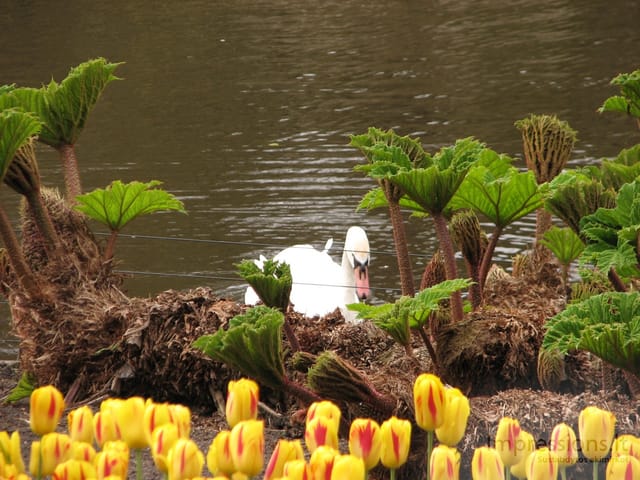 Keukenhof gėlynai