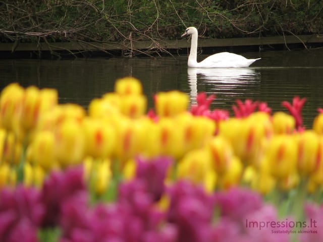 Keukenhof gėlynai
