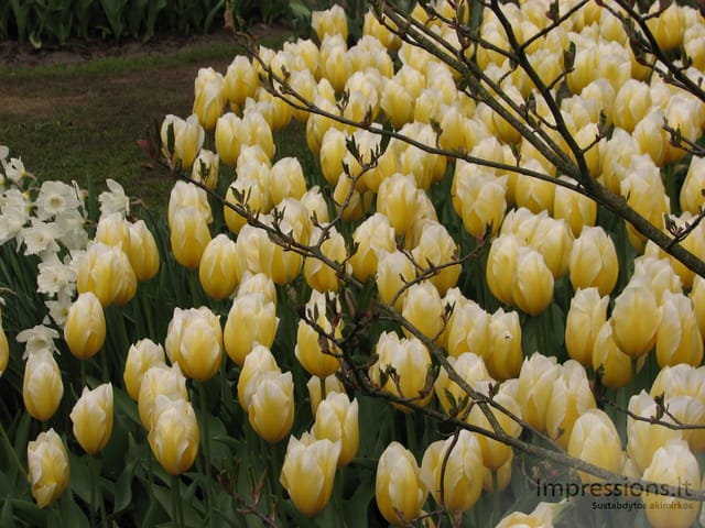 Keukenhof gėlynai