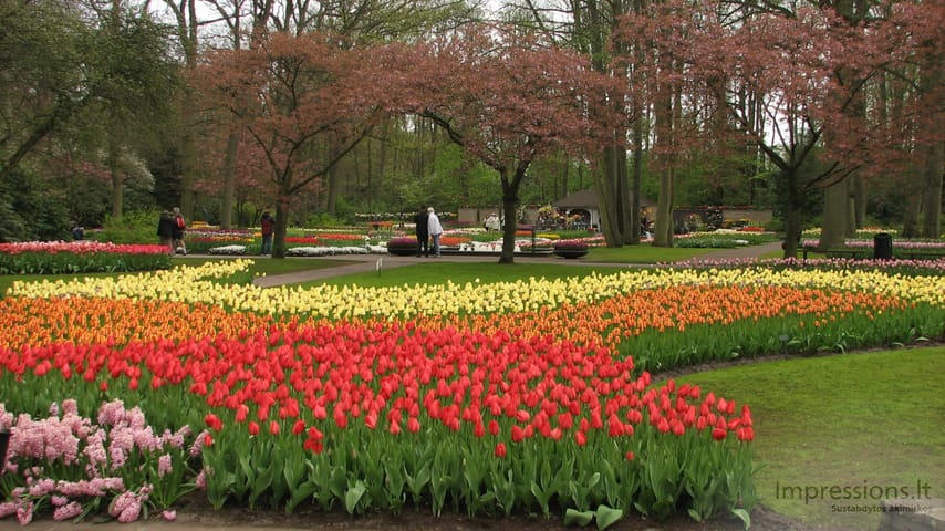 Keukenhof gėlynai