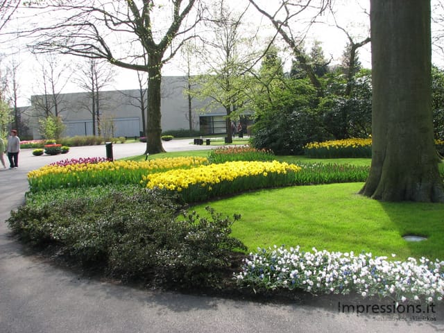 Keukenhof gėlynai