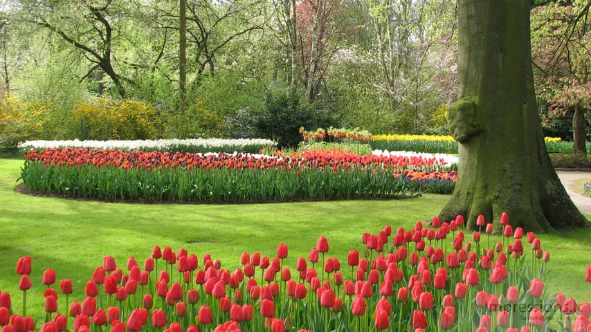 Keukenhof gėlynai