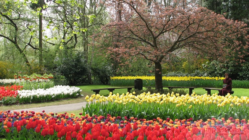 Keukenhof gėlynai