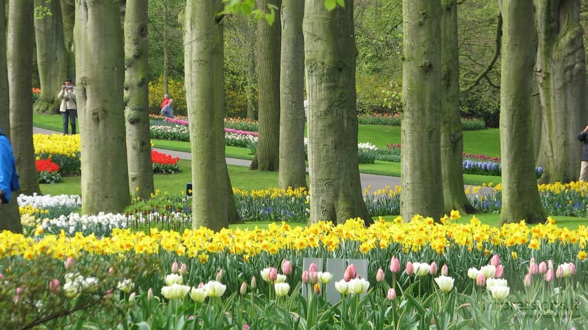 Keukenhof gėlynai