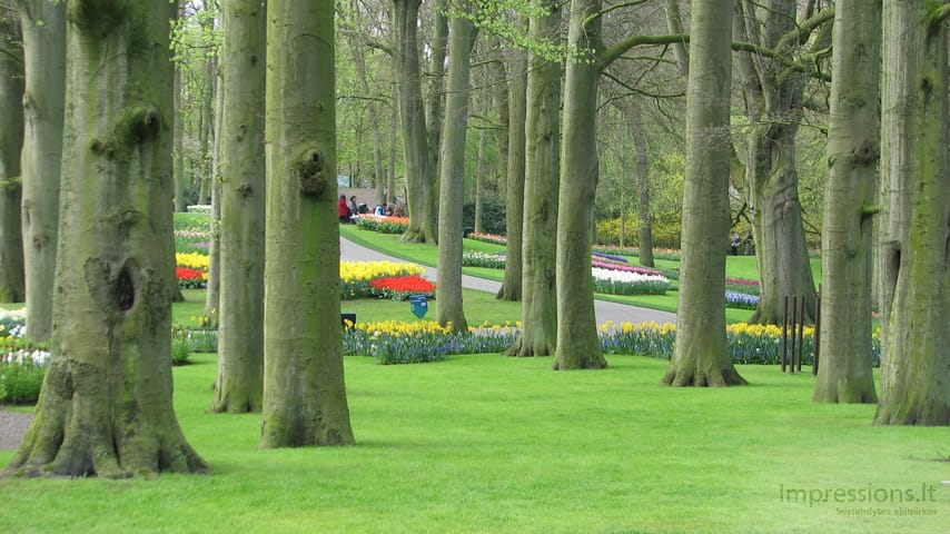 Keukenhof gėlynai