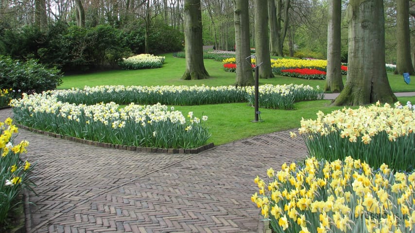 Keukenhof gėlynai