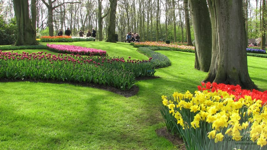 Keukenhof gėlynai