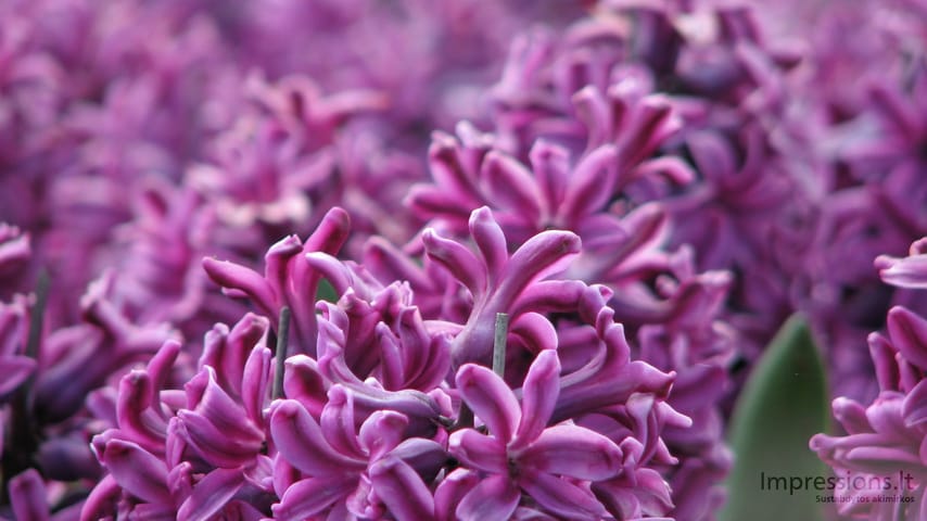 Keukenhof gėlynai