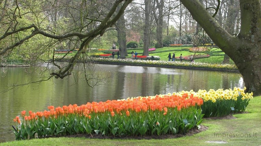 Keukenhof gėlynai