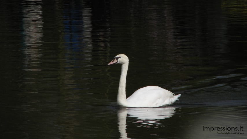 Keukenhof gėlynai