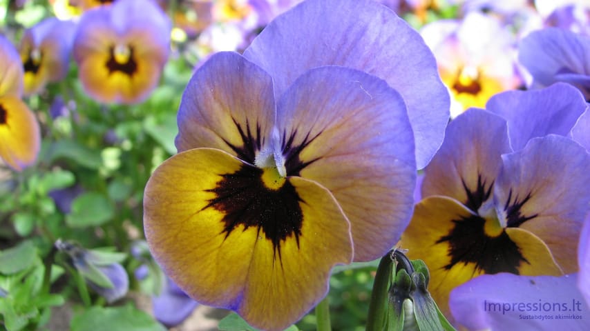 Keukenhof gėlynai
