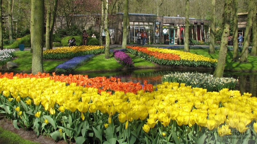Keukenhof gėlynai