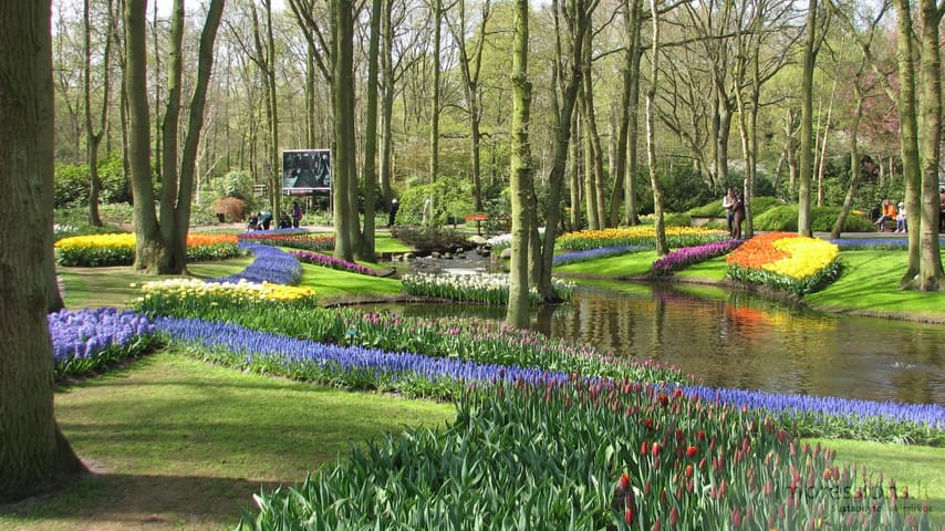 Keukenhof gėlynai