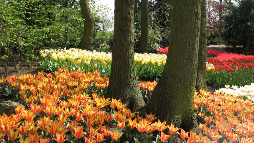 Keukenhof gėlynai