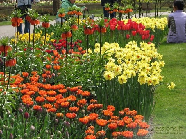 Keukenhof gėlynai