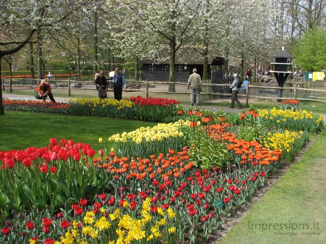 Keukenhof gėlynai