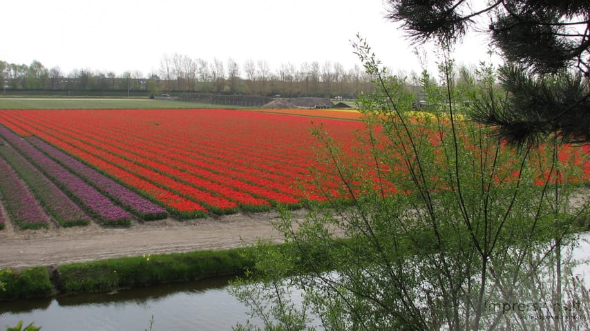 Keukenhof gėlynai