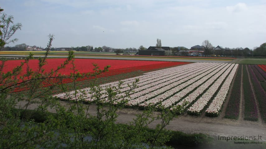 Keukenhof gėlynai